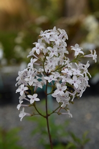 Persian Lilac